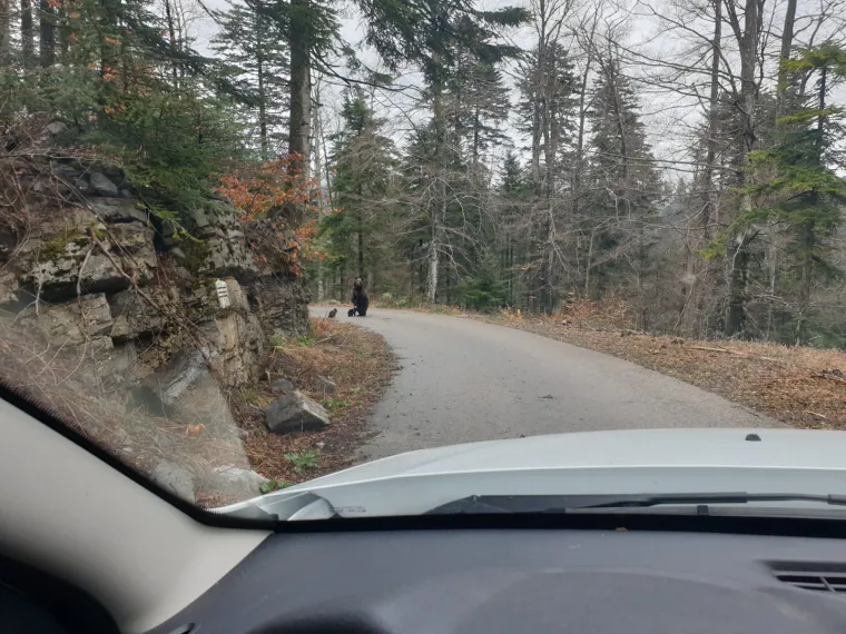 Uhvatio rijetke prizore kod Novog Vinodolskog: Brižna medvjedica pazila na svoje bebe!