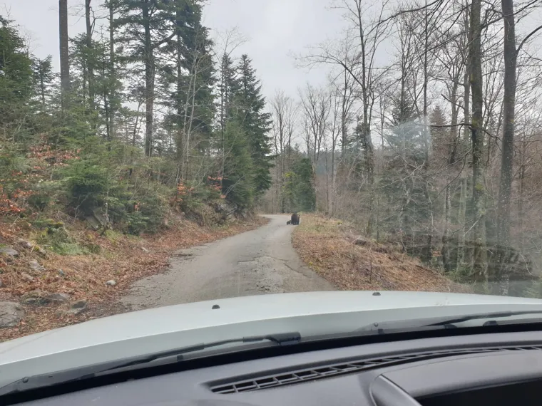 Uhvatio rijetke prizore kod Novog Vinodolskog: Brižna medvjedica pazila na svoje bebe!