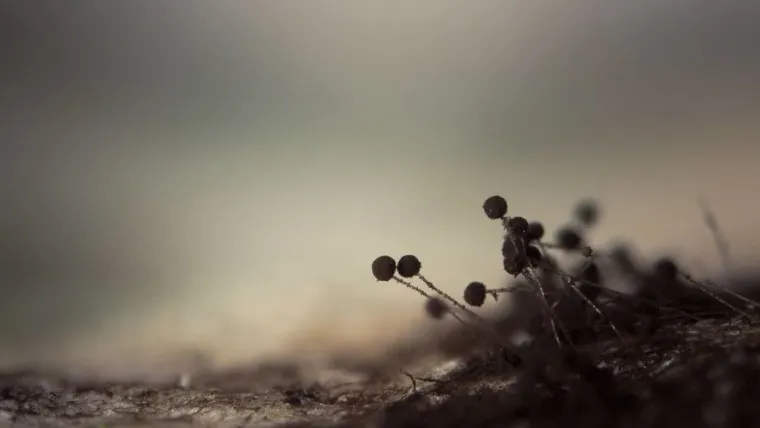 15 fotografija slikanih izbliza, možete li pogoditi o kojim se predmetima radi?