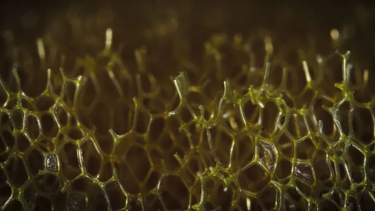 15 fotografija slikanih izbliza, možete li pogoditi o kojim se predmetima radi?