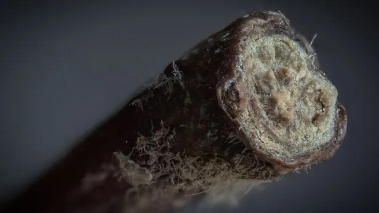 15 fotografija slikanih izbliza, možete li pogoditi o kojim se predmetima radi?