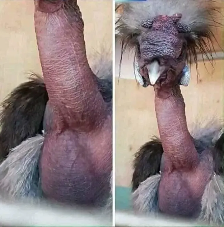 'Ide Denis, visi mu...': 25 slika na kojima uopće nisu falusi, ali stvarno