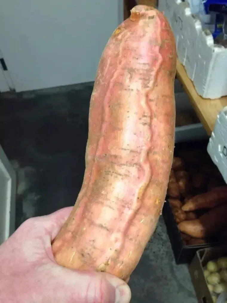 'Ide Denis, visi mu...': 25 slika na kojima uopće nisu falusi, ali stvarno