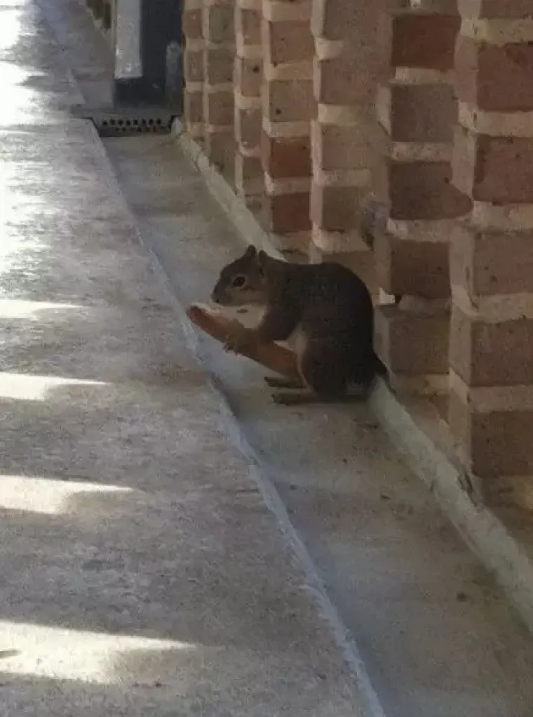 'Ide Denis, visi mu...': 25 slika na kojima uopće nisu falusi, ali stvarno
