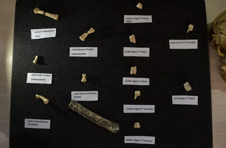 Slika prikazuje fosile i zube otkrivene nove ljudske vrste, Homo luzonensis, na konferenciji za novinare na UP College of Science Auditorium u Manili 11. travnja 2019. Ljudsko obiteljsko stablo dobilo je novu granu nakon pronalaska ranije nepoznate vrste ljudi koja je prije 50 000 godina živjela na otoku na današnjim Filipinima. Vrsta Homo luzonensis, nazvana po otoku Luzon gdje su pronađeni njezini ostaci, nije izravni predak suvremenih ljudi, već daleki drevni rođak.
