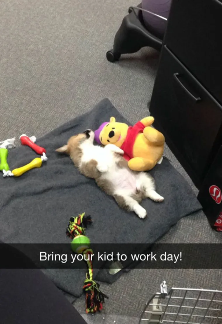 KORGIJI SU NEKAD BILI PSI RATNIKA? Izgleda da se puno toga promijenilo, pogledajte ih danas