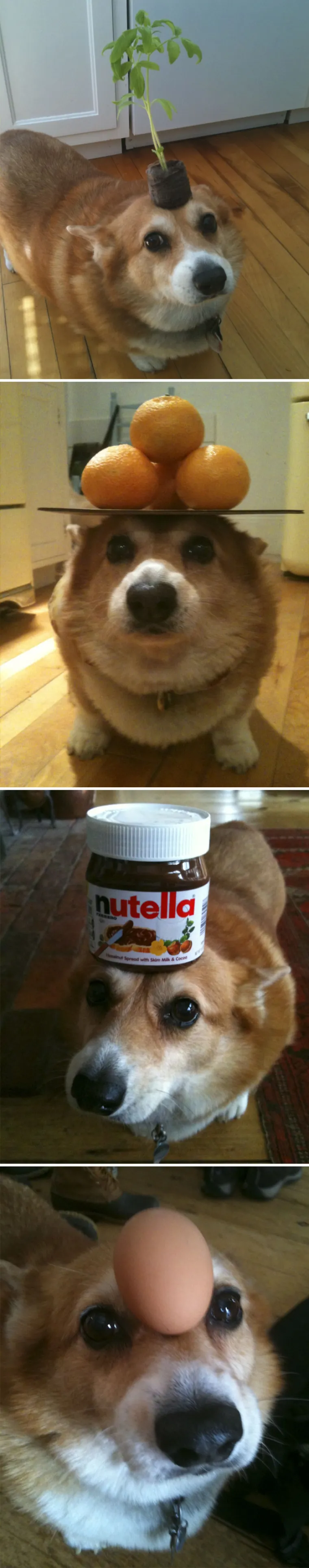 KORGIJI SU NEKAD BILI PSI RATNIKA? Izgleda da se puno toga promijenilo, pogledajte ih danas