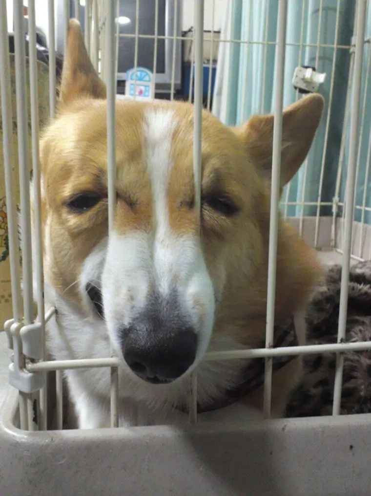 KORGIJI SU NEKAD BILI PSI RATNIKA? Izgleda da se puno toga promijenilo, pogledajte ih danas