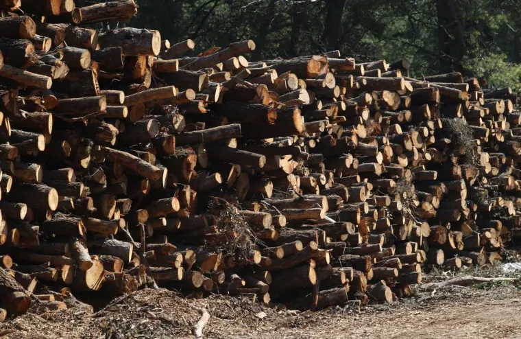 Sječa Marjana: Posjećeno vi&scaron;e od 1400 stabala koja nisu bila označena za sječu!