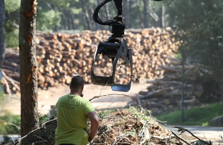 Sječa Marjana: Posjećeno vi&scaron;e od 1400 stabala koja nisu bila označena za sječu!