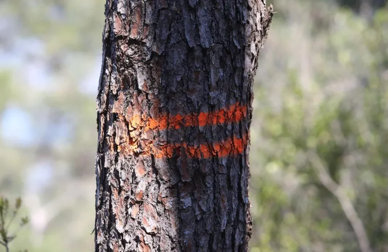 Sječa Marjana: Posjećeno vi&scaron;e od 1400 stabala koja nisu bila označena za sječu!