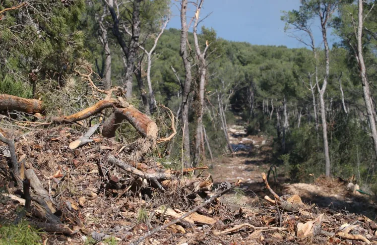 Sječa Marjana: Posjećeno vi&scaron;e od 1400 stabala koja nisu bila označena za sječu!