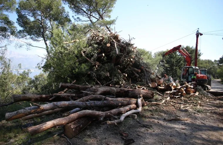 Sječa Marjana: Posjećeno vi&scaron;e od 1400 stabala koja nisu bila označena za sječu!