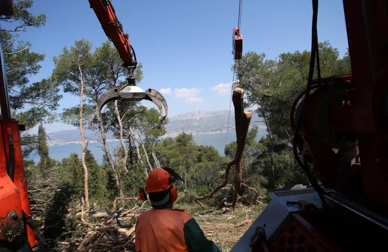 Sječa Marjana: Posjećeno vi&scaron;e od 1400 stabala koja nisu bila označena za sječu!