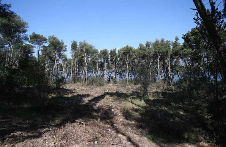 Sječa Marjana: Posjećeno vi&scaron;e od 1400 stabala koja nisu bila označena za sječu!