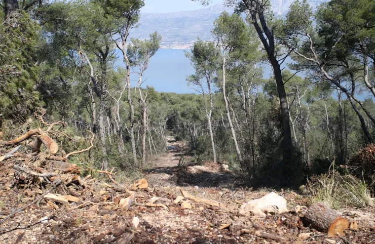 Sječa Marjana: Posjećeno vi&scaron;e od 1400 stabala koja nisu bila označena za sječu!