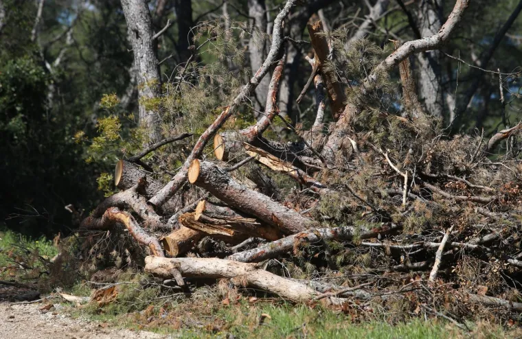 Sječa Marjana: Posjećeno vi&scaron;e od 1400 stabala koja nisu bila označena za sječu!