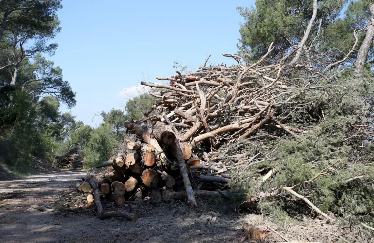 Sječa Marjana: Posjećeno vi&scaron;e od 1400 stabala koja nisu bila označena za sječu!