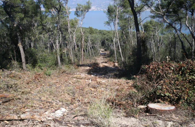 Sječa Marjana: Posjećeno vi&scaron;e od 1400 stabala koja nisu bila označena za sječu!