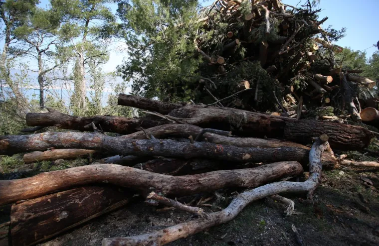 Sječa Marjana: Posjećeno vi&scaron;e od 1400 stabala koja nisu bila označena za sječu!
