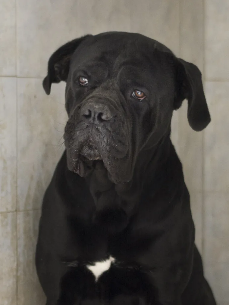 Psa koji je napao petero ljudi neće usmrtiti: Otto će dobiti priliku za socijalizaciju i &scaron;kolovanje