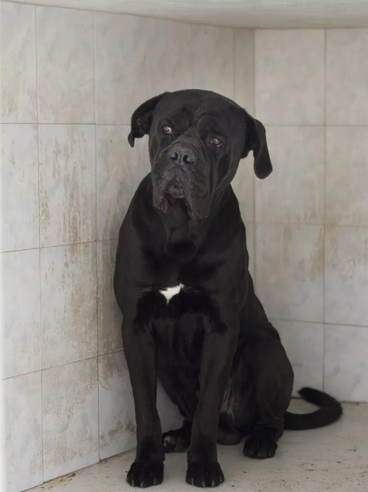 Psa koji je napao petero ljudi neće usmrtiti: Otto će dobiti priliku za socijalizaciju i &scaron;kolovanje