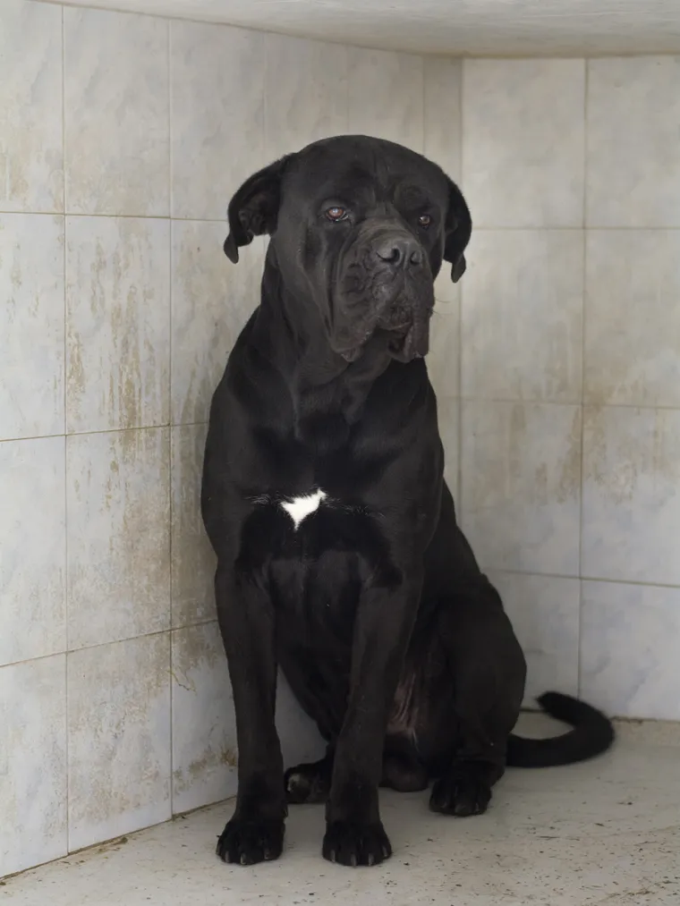 Psa koji je napao petero ljudi neće usmrtiti: Otto će dobiti priliku za socijalizaciju i &scaron;kolovanje