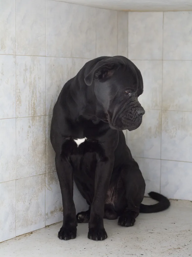 Psa koji je napao petero ljudi neće usmrtiti: Otto će dobiti priliku za socijalizaciju i &scaron;kolovanje