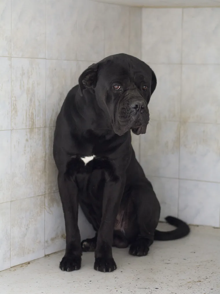 Psa koji je napao petero ljudi neće usmrtiti: Otto će dobiti priliku za socijalizaciju i &scaron;kolovanje