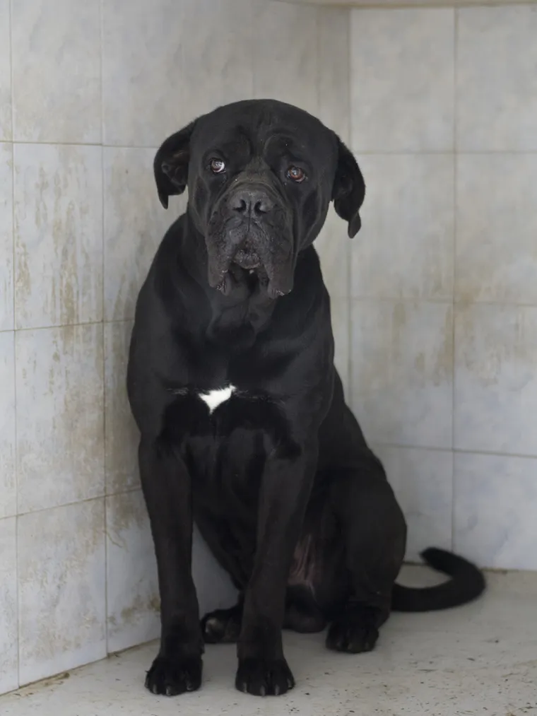 Psa koji je napao petero ljudi neće usmrtiti: Otto će dobiti priliku za socijalizaciju i &scaron;kolovanje