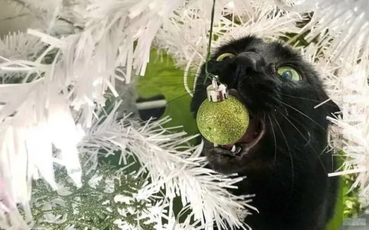 FOTOGRAFI UHVATILI PRIZORE KOJE BA&Scaron; I NISU TREBALI: Tajming im je bio besprijekoran