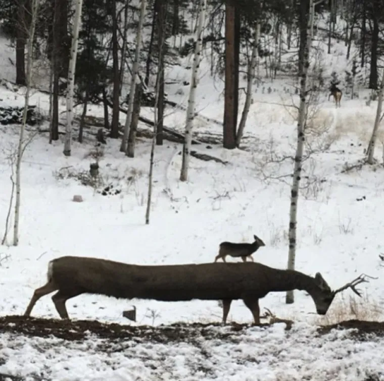 PRIZORI KOJI ĆE VAS PROGONITI U NOĆNIM MORAMA: Kad panoramsko snimanje pođe po zlu