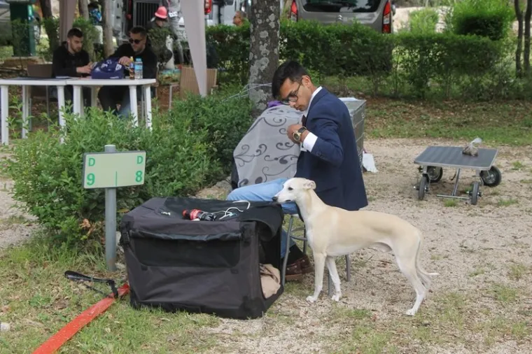 Preslatki su! Ovo su najljep&scaron;i psi s ovogodi&scaron;nje izložbe pasa u Dubrovniku