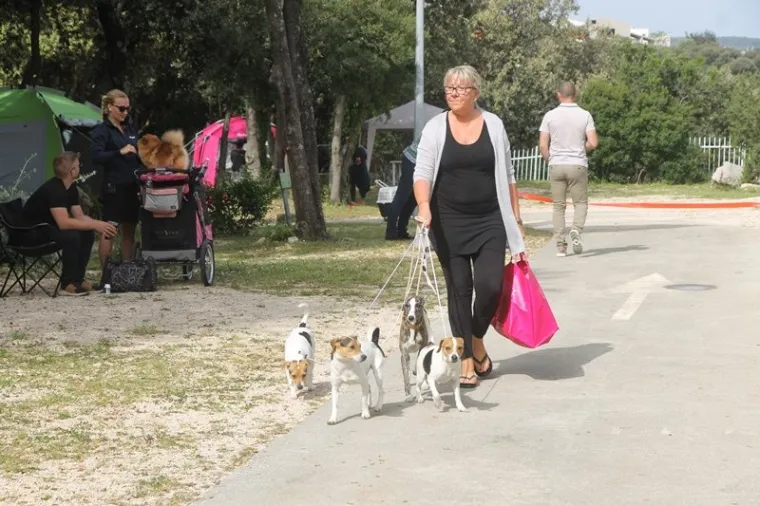 Preslatki su! Ovo su najljep&scaron;i psi s ovogodi&scaron;nje izložbe pasa u Dubrovniku