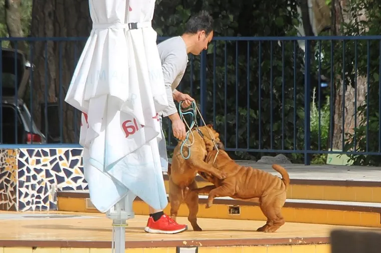 Preslatki su! Ovo su najljep&scaron;i psi s ovogodi&scaron;nje izložbe pasa u Dubrovniku