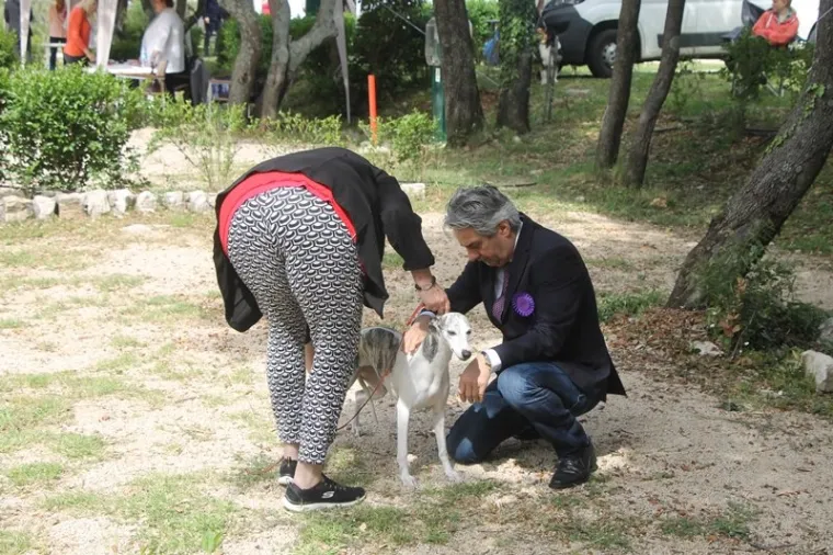 Preslatki su! Ovo su najljep&scaron;i psi s ovogodi&scaron;nje izložbe pasa u Dubrovniku