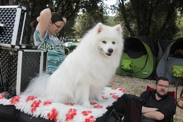 Preslatki su! Ovo su najljep&scaron;i psi s ovogodi&scaron;nje izložbe pasa u Dubrovniku