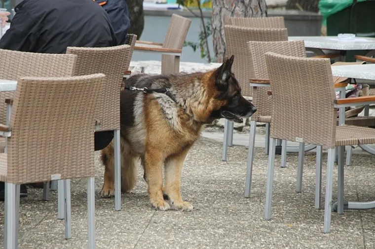 Preslatki su! Ovo su najljep&scaron;i psi s ovogodi&scaron;nje izložbe pasa u Dubrovniku