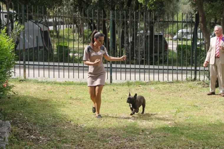 Preslatki su! Ovo su najljep&scaron;i psi s ovogodi&scaron;nje izložbe pasa u Dubrovniku