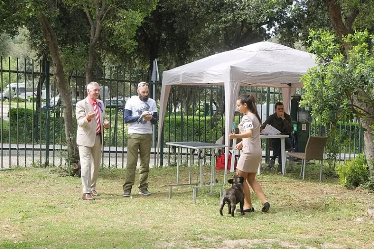 Preslatki su! Ovo su najljep&scaron;i psi s ovogodi&scaron;nje izložbe pasa u Dubrovniku