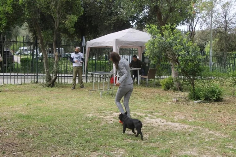 Preslatki su! Ovo su najljep&scaron;i psi s ovogodi&scaron;nje izložbe pasa u Dubrovniku