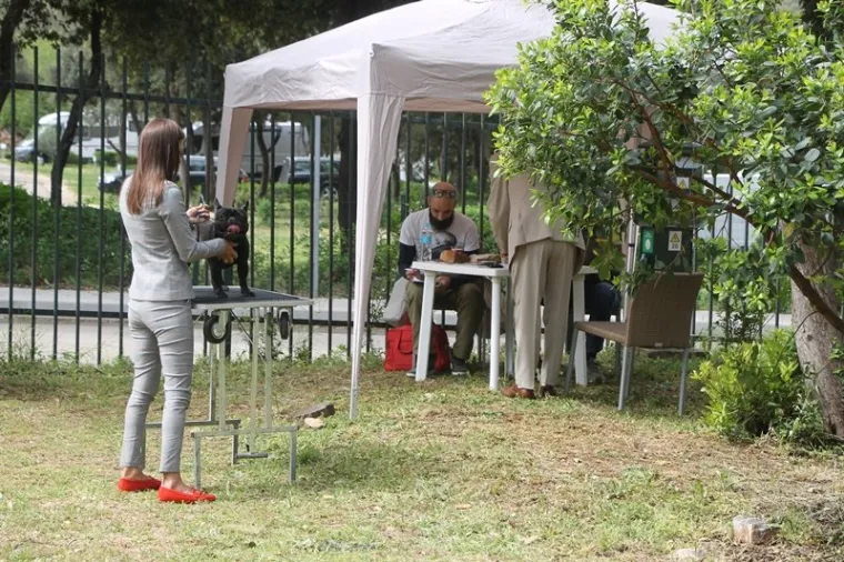 Preslatki su! Ovo su najljep&scaron;i psi s ovogodi&scaron;nje izložbe pasa u Dubrovniku