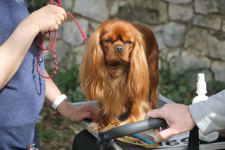 Preslatki su! Ovo su najljep&scaron;i psi s ovogodi&scaron;nje izložbe pasa u Dubrovniku