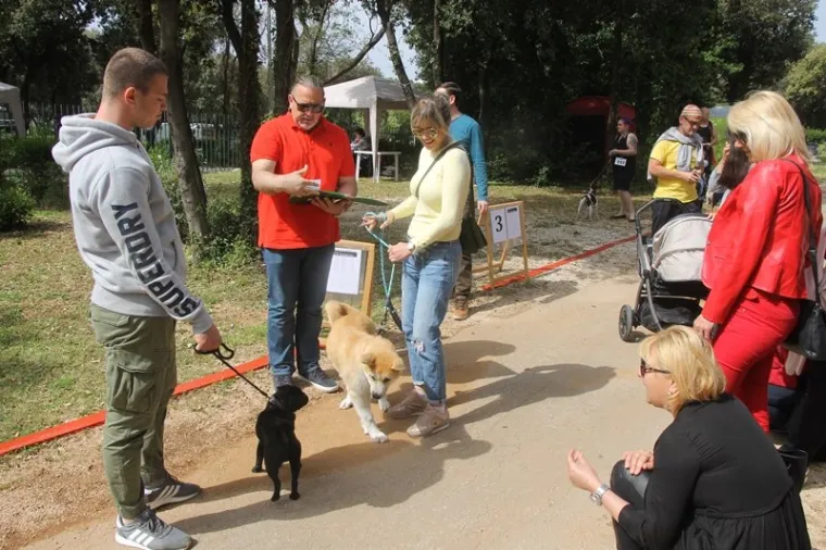 Preslatki su! Ovo su najljep&scaron;i psi s ovogodi&scaron;nje izložbe pasa u Dubrovniku