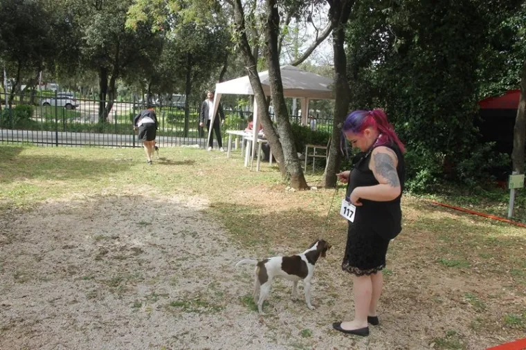 Preslatki su! Ovo su najljep&scaron;i psi s ovogodi&scaron;nje izložbe pasa u Dubrovniku