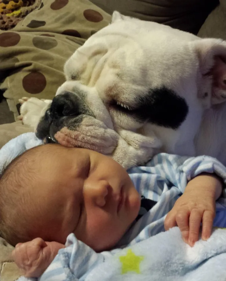 DIRLJIVI PRIZORI ČISTE LJUBAVI: Njihova je misija da vas čine sretnima, gledajte koliko vas va&scaron;i dlakavci stvarno vole