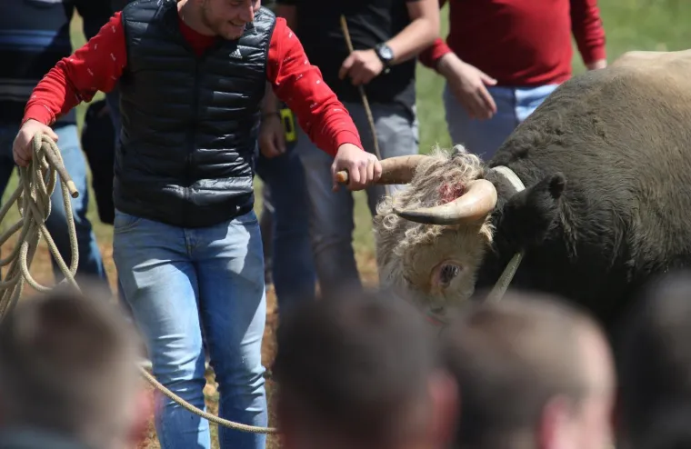 Dicmo opet postao Korida: Tisuće ljudi uživalo u tradicionalnim borbama bikova u Zagori