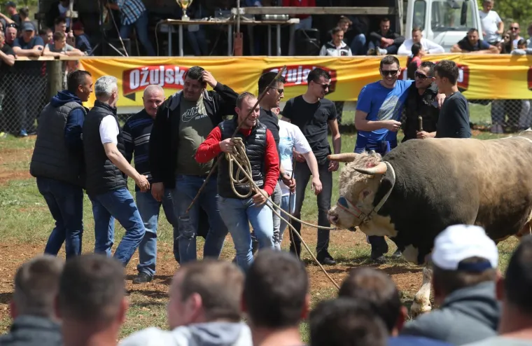 Dicmo opet postao Korida: Tisuće ljudi uživalo u tradicionalnim borbama bikova u Zagori