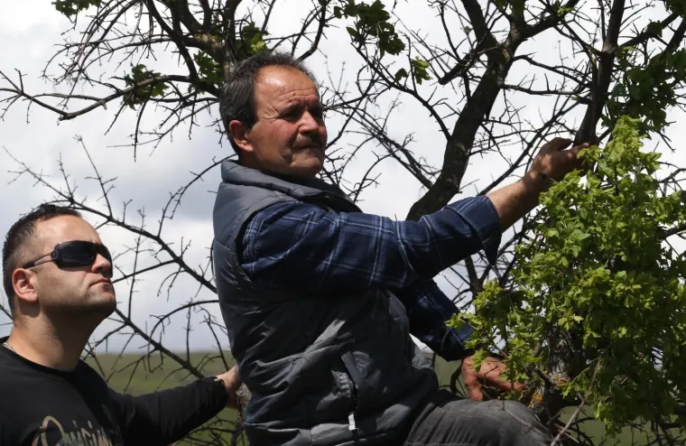 Dicmo opet postao Korida: Tisuće ljudi uživalo u tradicionalnim borbama bikova u Zagori