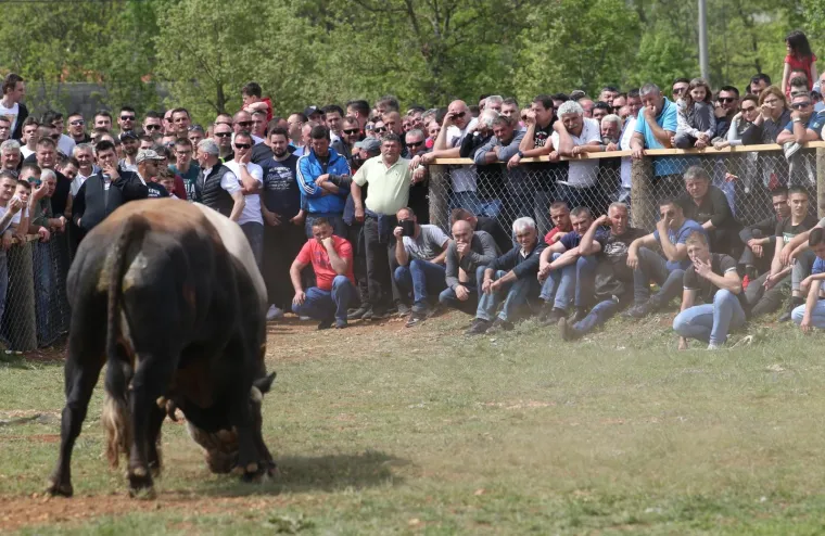 Dicmo opet postao Korida: Tisuće ljudi uživalo u tradicionalnim borbama bikova u Zagori